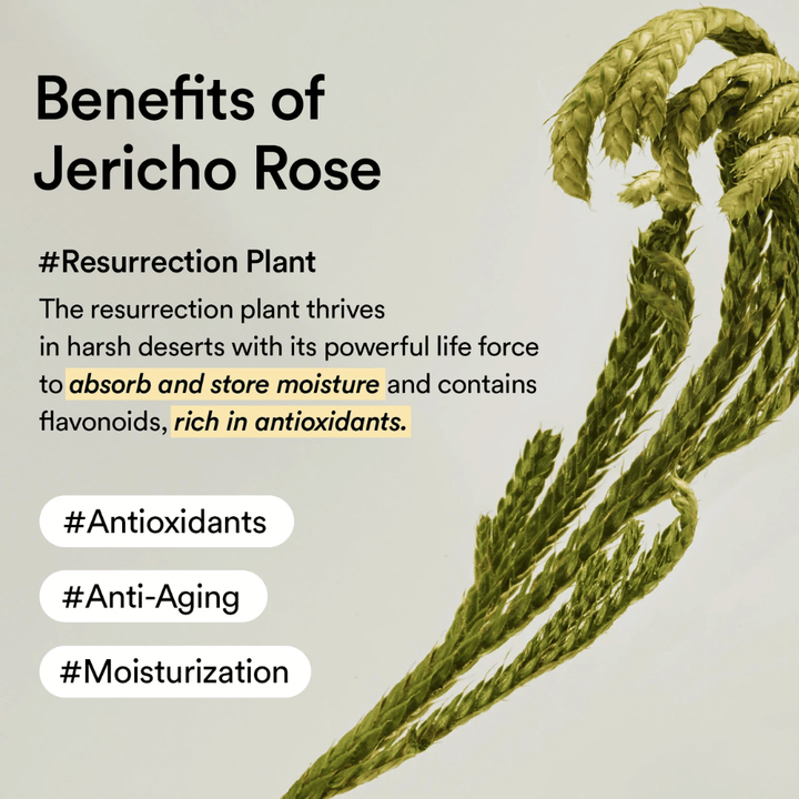Jericho Rose-växten – en naturlig källa till antioxidanter och fukt. Hjälper huden att bevara elasticitet och motstå ålderstecken.